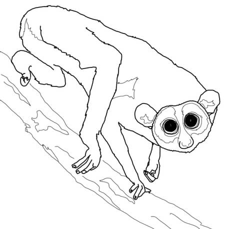 Slender Loris On A Tree Coloring Page